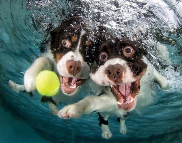 Zábavné zvieratká